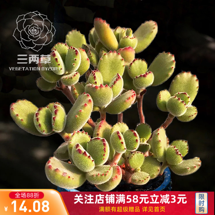 一物一拍 熊童子绿熊熊树群生多头老桩多肉植物萌肉肉 三两草园艺 淘优券