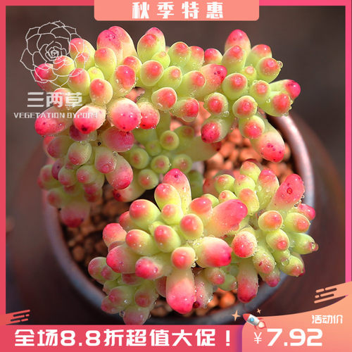 多肉植物乙女心价格 多肉植物乙女心图片 星期三