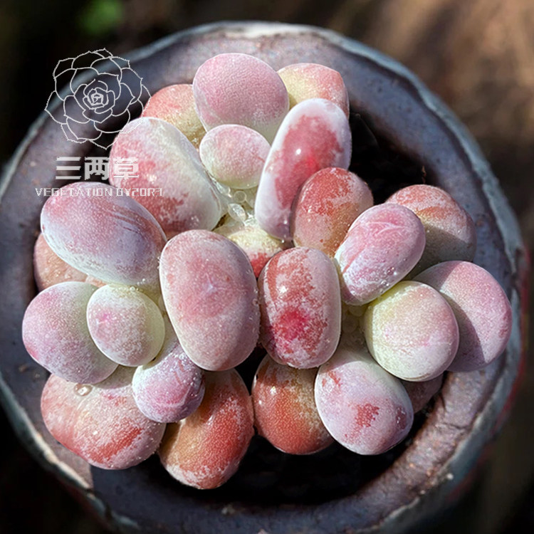 【一物一拍】蛋黄奶酪 群生多头多肉植物 韩国进口办公室绿植