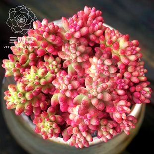 【一物一拍】虹之玉锦 多肉植物 多头群生韩国大棚花卉满18元包邮