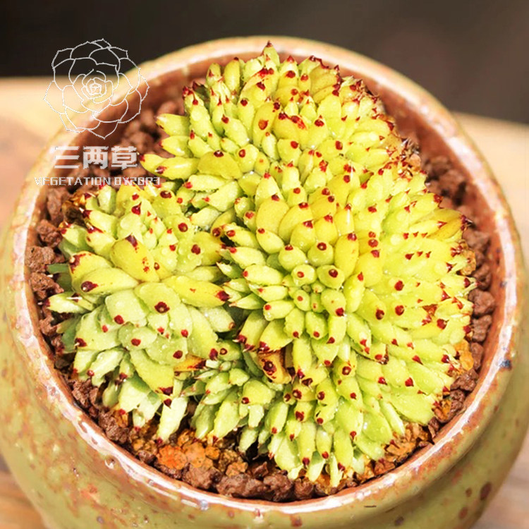 【一物一拍】虎鲸群生缀化多头老桩多肉植物韩国大棚直销满18包邮
