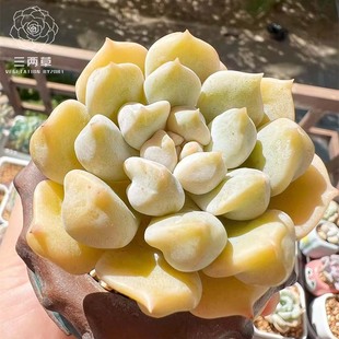 【一物一拍】超奶多肉植物景天科趣味盆栽精品奶酪新品三两草园艺