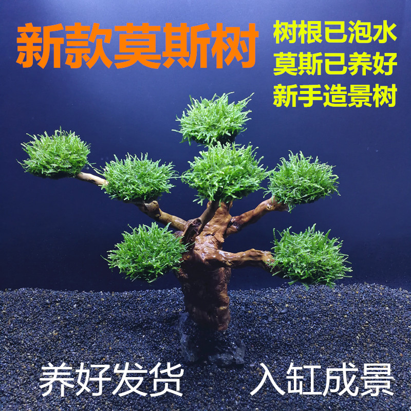 莫斯树鱼缸造景水草树沉木树阴性绑好莫斯入缸成景懒人新手