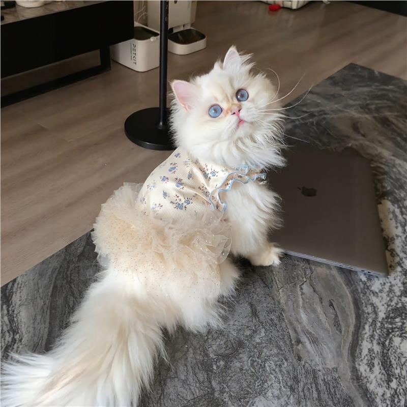 猫咪衣服薄款防掉毛夏日吊带连衣裙狗狗公主裙背心宠物金渐层布偶