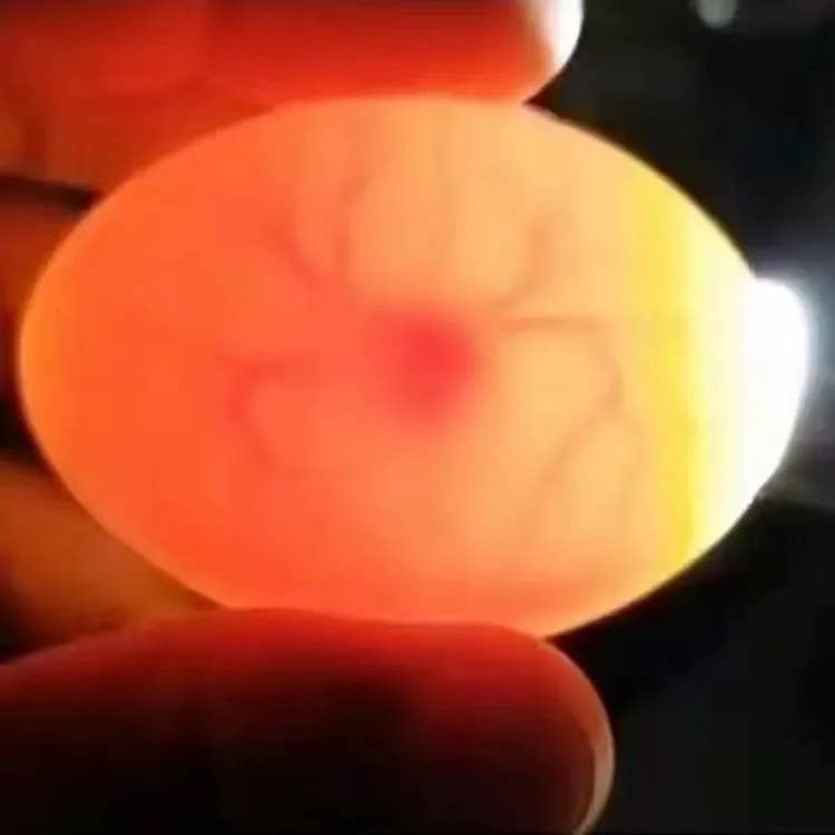 网红小黄鸭孵化器受精蛋,孵化器可孵化蛋，儿童学生科教鸭蛋图片