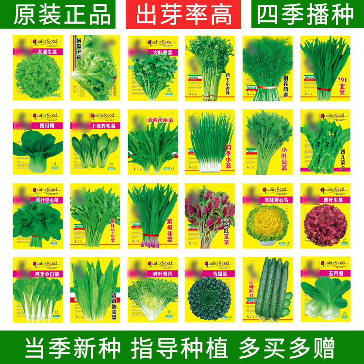 四季蔬菜种子家庭阳台种菜籽菠菜香菜油麦菜空心菜心茴香生菜苦苣