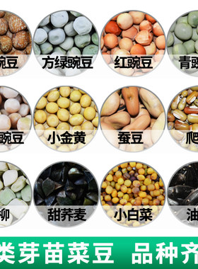 芽苗菜无土栽培麻豌豆黄绿黑豆