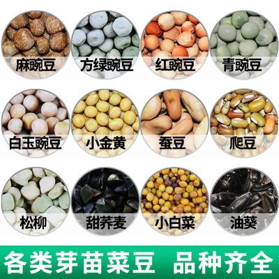 芽苗菜无土栽培麻豌豆黄绿黑豆