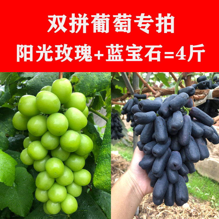 2026蓝宝石葡萄和阳光青提葡萄双拼4斤混装应季水果四川凉山西昌