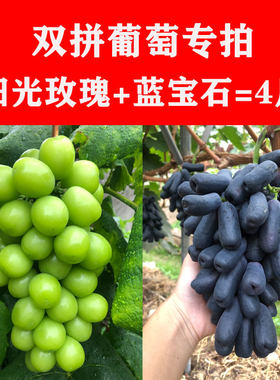 2026蓝宝石葡萄和阳光青提葡萄双拼4斤混装应季水果四川凉山西昌