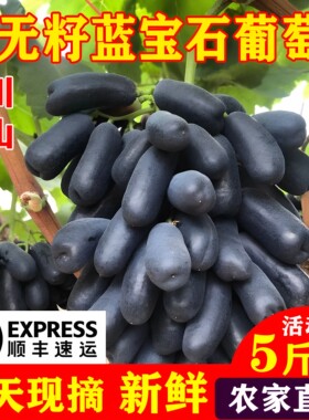 蓝宝石葡萄大颗粒2026热销中..