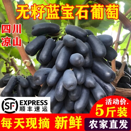 蓝宝石葡萄大颗粒2026热销中..