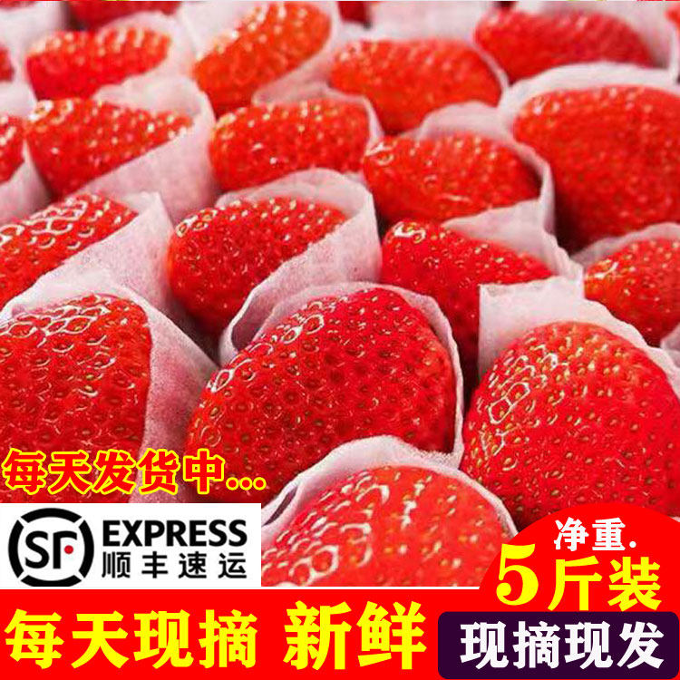 草莓新鲜现摘奶油草莓顺丰大凉山露天冬草莓孕妇水果商用99红颜,水产肉类/新鲜蔬果/熟食,草莓,淘宝优惠券,粉丝福利购,淘宝优惠卷