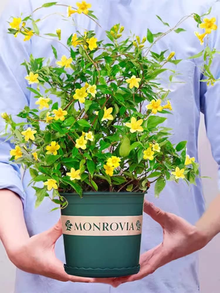 法国香水藤茉莉花好养耐寒爬藤飘香花期长室内外阳台庭院藤蔓植物