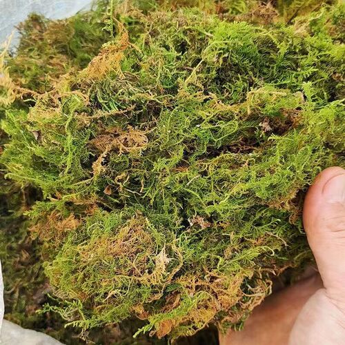 干苔藓水苔蝴蝶兰花专用营养土