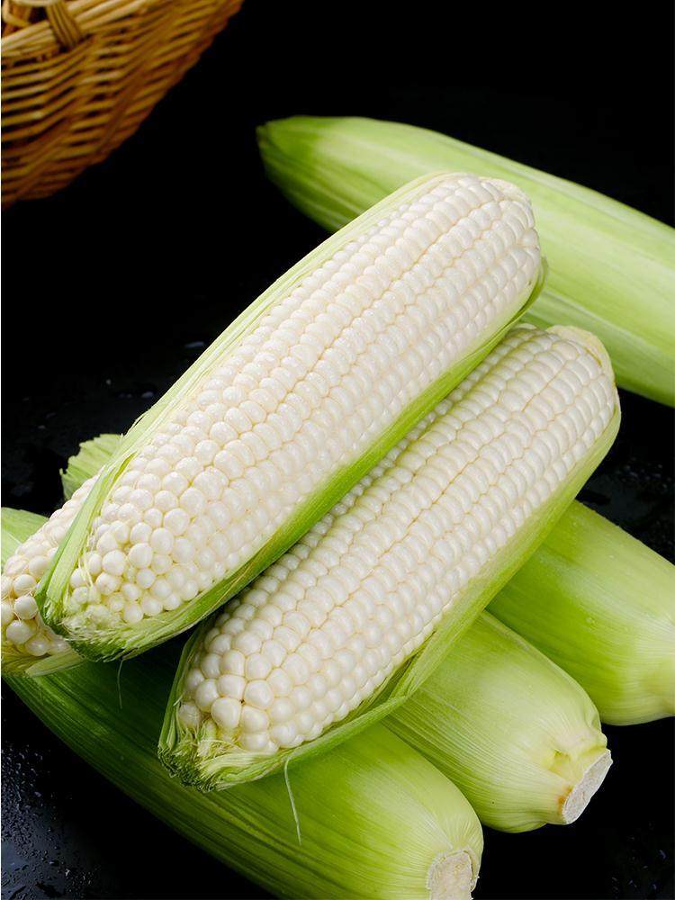 攀枝花新鲜白糯牛奶玉米10斤当季现摘苞谷爆浆嫩代餐玉米棒子