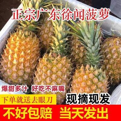 广东徐闻菠萝水果当季香水菠萝新鲜凤梨湛江香脆小菠萝带箱10斤m