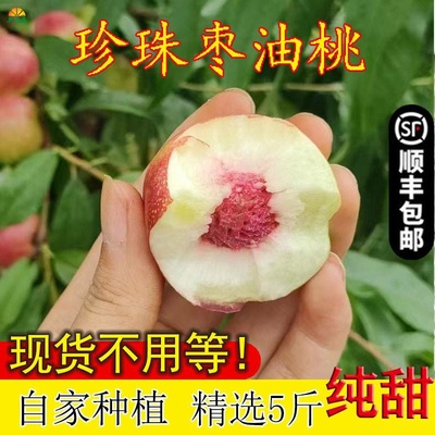 正宗新鲜新疆阿克苏珍珠枣油桃当季新鲜现摘脱骨离核毛桃顺丰