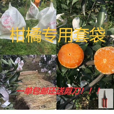 源丰红美人柑橘柿子石榴套袋