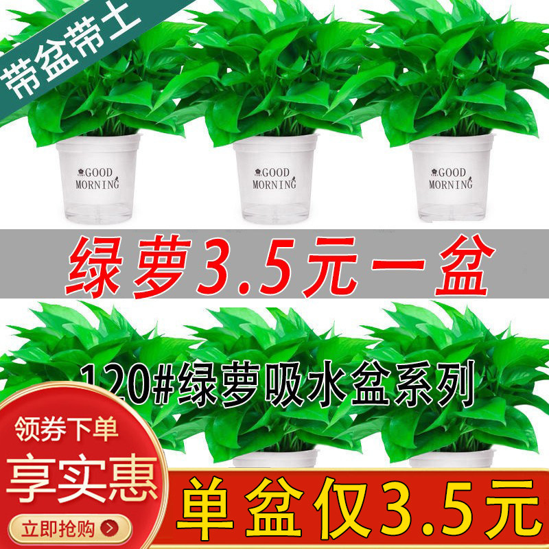绿萝室内办公长藤大叶