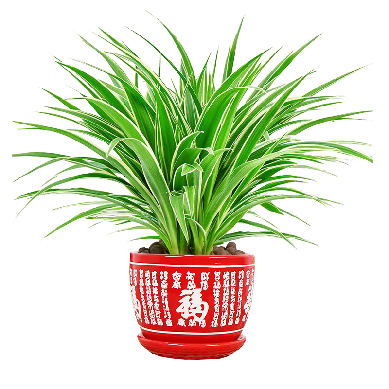 金边吊兰室内除甲醛防辐射好养活