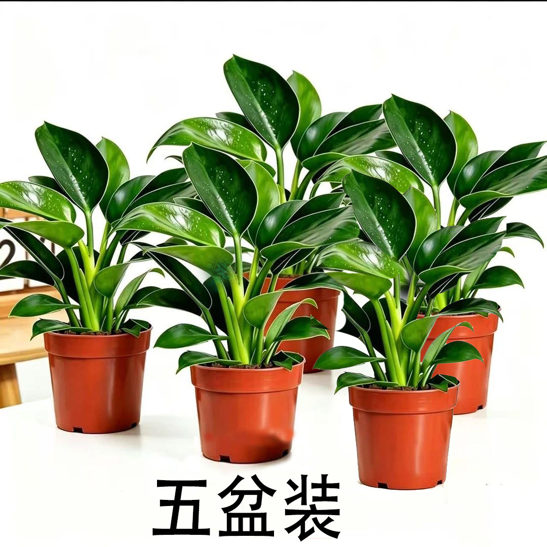 【五盆装】金钻绿公主盆栽室内净化空气绿植易养活办公室桌面植物