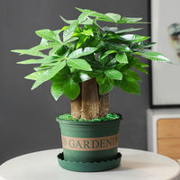 Money tree potted plants, ceramic potted plants, indoor flowers, soil-grown bonsai, living room green plants, money tree flowers thumbnail 7