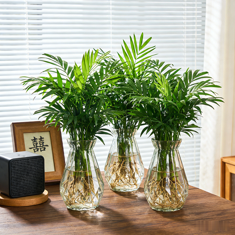 袖珍椰子富贵椰室内绿植水养懒人水培植物花卉常绿桌面绿萝