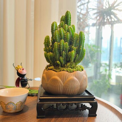 【万重山】微观桌面绿植盆景室内花卉四季常绿迷你植物