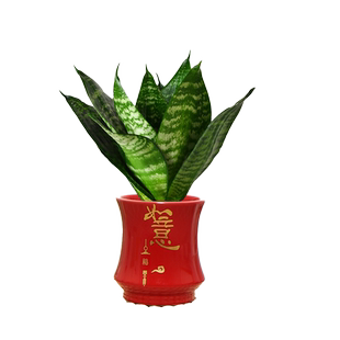 虎皮兰小盆栽绿植花室内办公桌面陶瓷耐旱易养虎尾兰新屋净化空气
