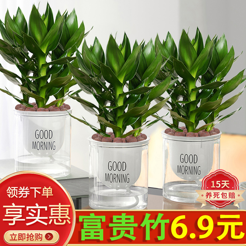 富贵竹盆栽室内四季常青净化空气