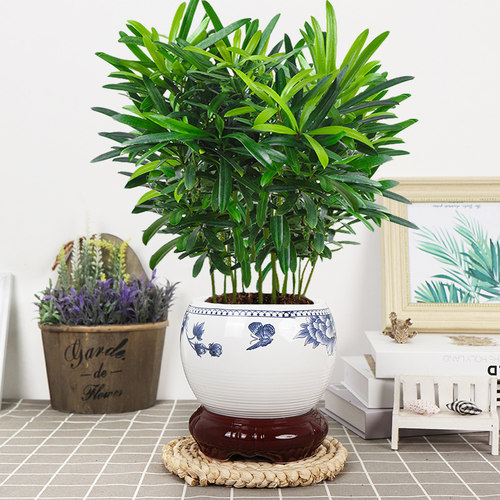 罗汉松室内办公四季常青好养易活