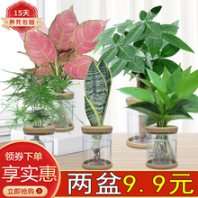 水培植物纯水养盆栽室内绿萝办公桌裸根小盆栽栀子花文竹绿九里香