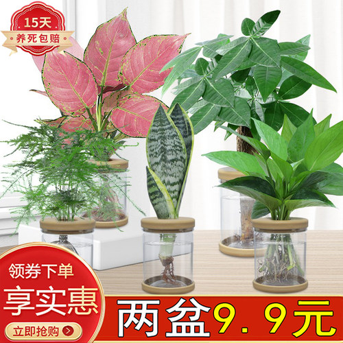 发财树栀子花盆栽花卉办公室内