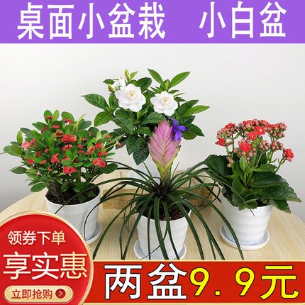 绿萝盆栽室内小盆栽栀子花卉绿植迷你桌面四季观赏发财树铁海棠兰