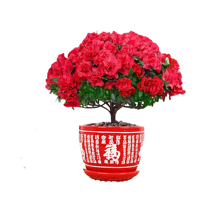 红掌绿萝室内客厅四季易养