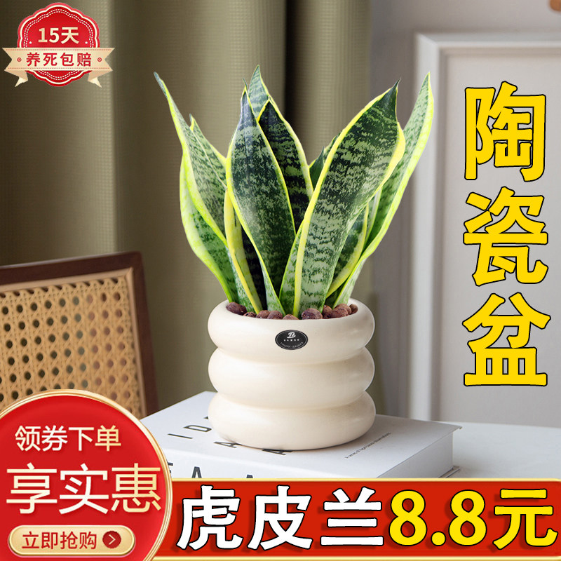 青叶虎耳兰盆栽绿植室内客厅好养四季常青净化空气美观金边虎皮兰