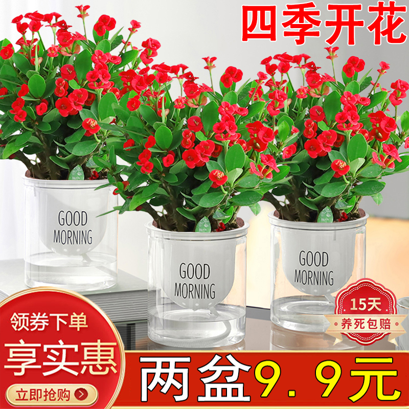 铁海棠盆栽绿植花卉好养活美观四季开花室内阳台带花发货懒人自吸