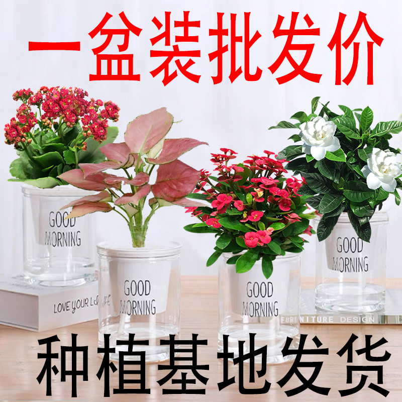 绿萝文竹金钻碧玉桌面绿植宿舍观赏美观净化空气四季常青好养活