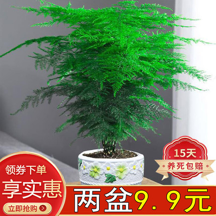 老桩文竹盆栽绿植花卉室内客厅办公四季常青净化空气好养雅致美观