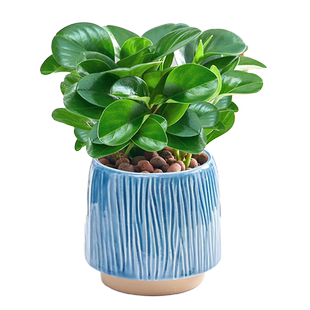 碧玉豆瓣绿盆栽绿植室内客厅好养易活四季常青懒人自吸可水培植物