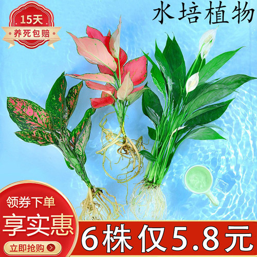 水培植物红掌室内四季开花好养活