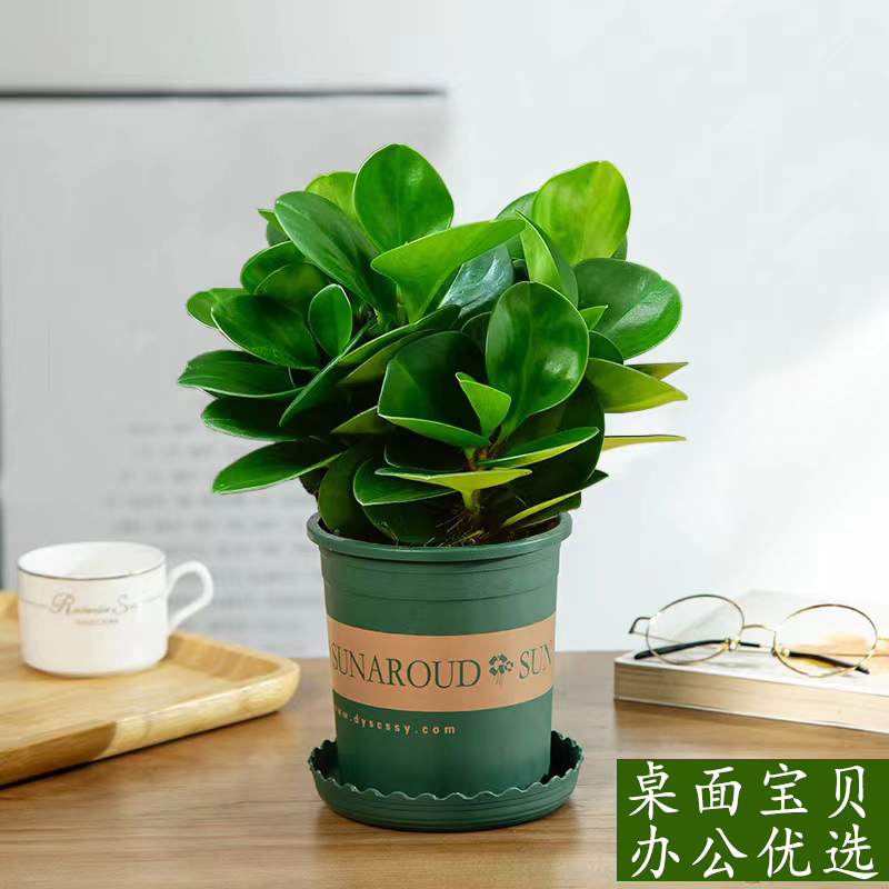 碧玉室内四季常青除甲醛防辐射