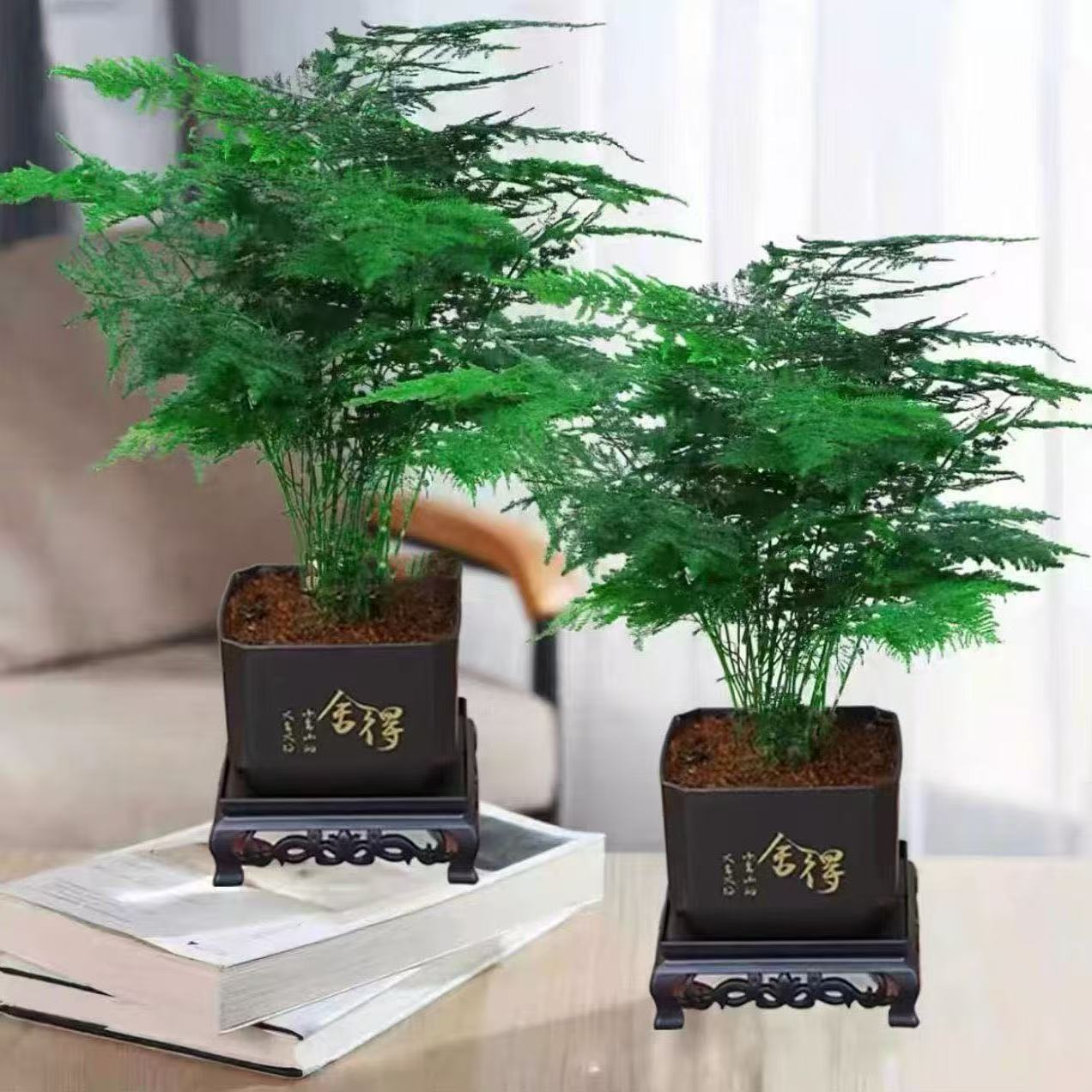 文竹盆栽植物室内绿植