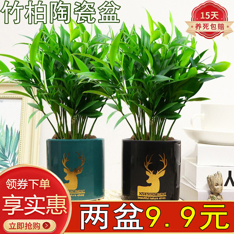 驱蚊竹柏盆栽绿植花卉室内客厅四季常青好养陶瓷土培净化空气植物