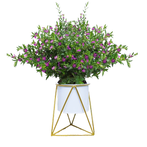 满天星盆栽花卉室内绿植盆景四季开花桌面开花植物带花苞阳台植物
