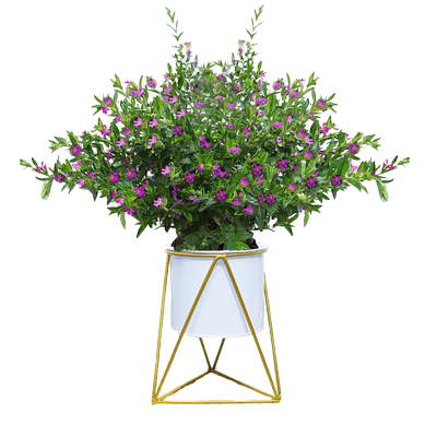 满天是盆栽绿植阳台室内