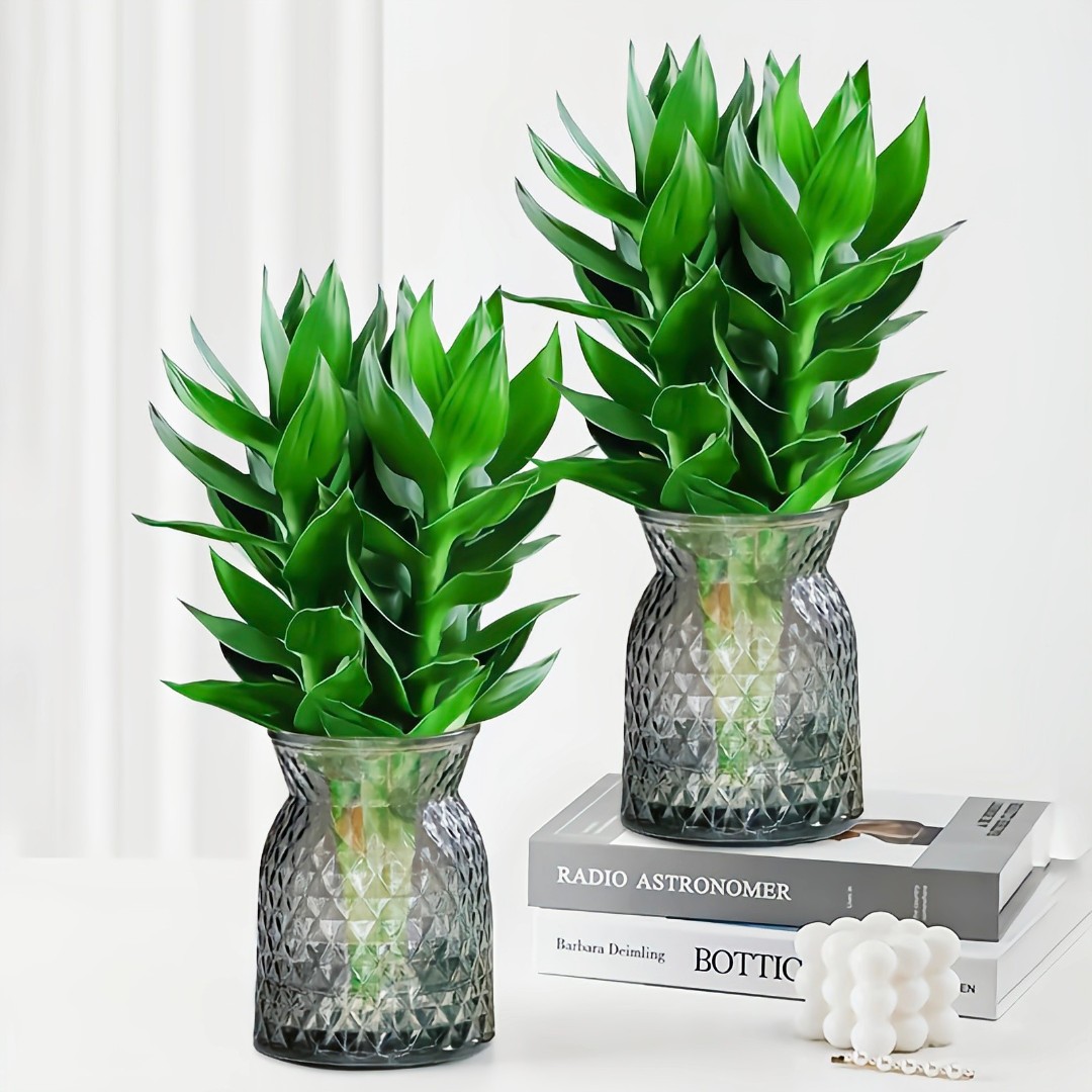 观音竹富贵竹水培绿植