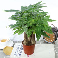 Money tree potted plants, ceramic potted plants, indoor flowers, soil-grown bonsai, living room green plants, money tree flowers thumbnail 8