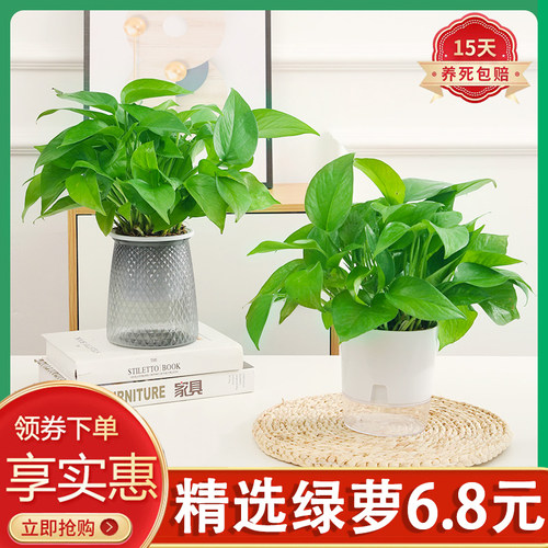绿萝盆栽室内四季常青净化空气